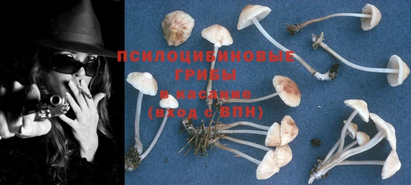 гидра Новозыбков
