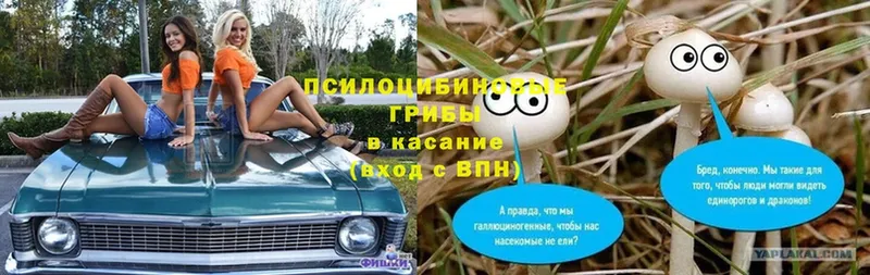 Галлюциногенные грибы Psilocybine cubensis  Майский 